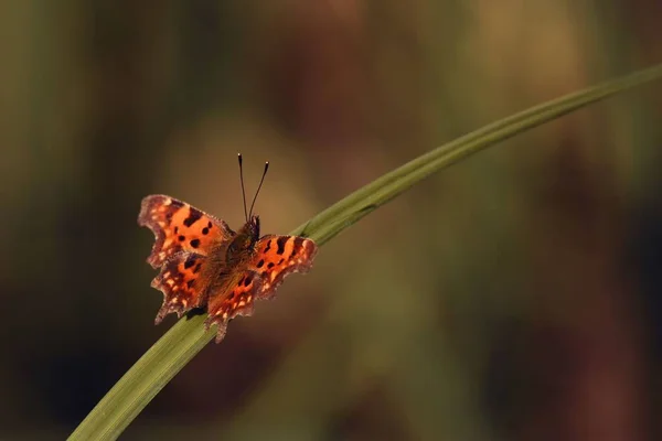 Bir Bitkinin Üzerindeki Virgül Kelebeğinin Seçici Odağı — Stok fotoğraf