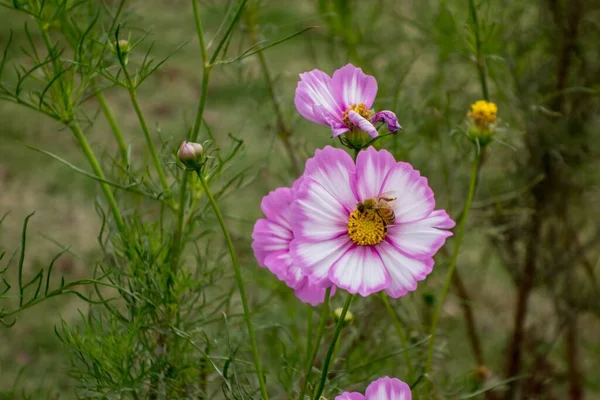 Primer Plano Abeja Hermosa Flor Temporada Floración Fondo Verde Borroso —  Fotos de Stock