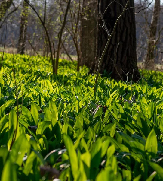 Selektivní Zaměření Zelených Listů Divokého Česneku Allium Ursinum Parku Kmene — Stock fotografie