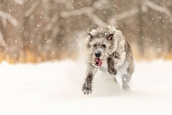 Ierse Wolfshond Die Sneeuw Speelt — Stockfoto