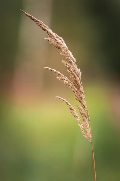 Вертикальный Крупным Планом Снимок Пшеницы Изолированный Размытом Фоне — стоковое фото