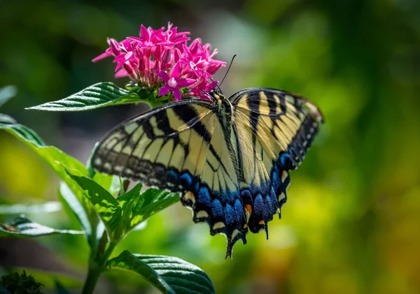 Makroaufnahme Eines Schönen Schmetterlings Der Auf Einer Rosafarbenen Blume Auf — Stockfoto