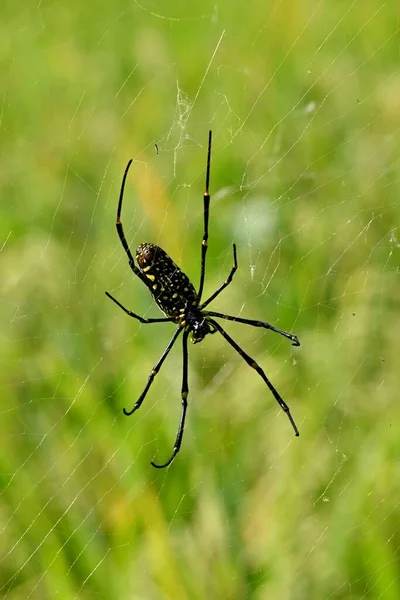 Ένα Κάθετο Πλάνο Μιας Μαύρης Αράχνης Longleg Στον Ιστό Της — Φωτογραφία Αρχείου
