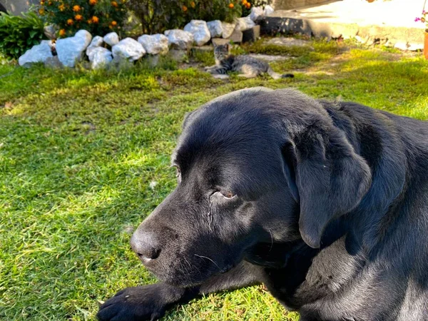 Close Pequeno Labrador Retriever Preto Deitado Sob Sol Jardim — Fotografia de Stock