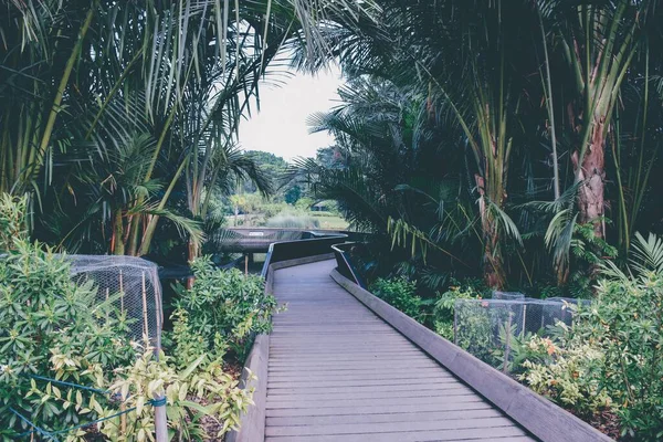 シンガポール植物園のボードウォーク シンガポール — ストック写真
