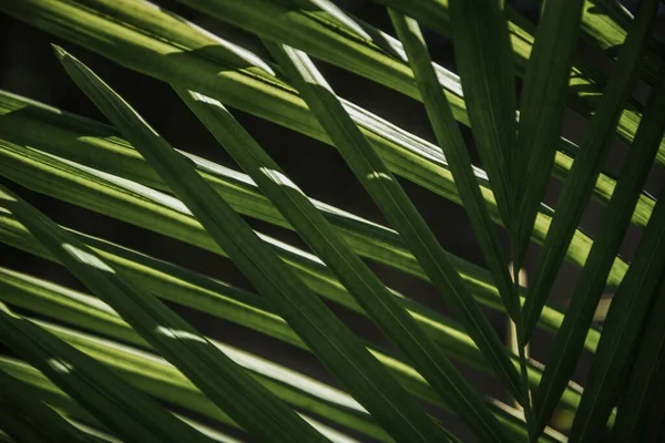 Gros Plan Palmiers Tropicaux Poussant Dans Forêt — Photo