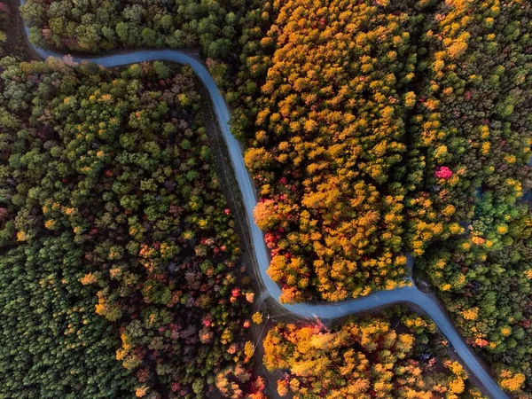 Uma Vista Superior Uma Estrada Uma Floresta Outono — Fotografia de Stock