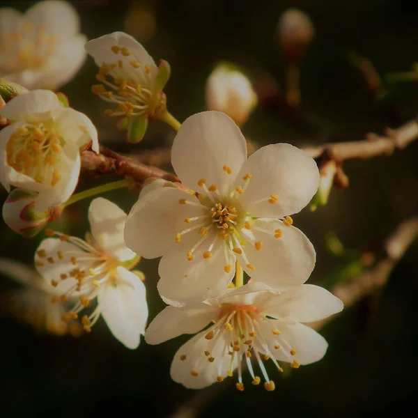Вибірковий Фокус Квітів Абрикосового Дерева Розмитому Фоні — стокове фото