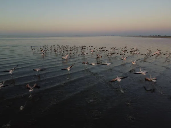 Rebanho Pássaros Voando Sobre Mar — Fotografia de Stock