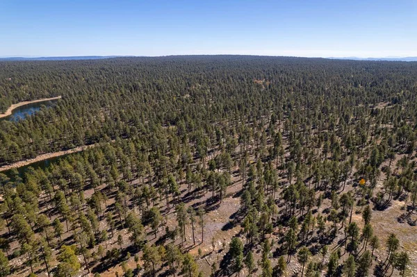 アリゾナ州の森で撮影された空中ドローン — ストック写真