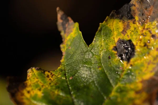 A closeup shot of a fall leaf with a blurry background.