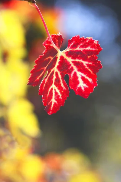 Vertikální Záběr Červeného Podzimního Listu — Stock fotografie