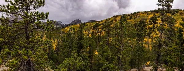 Panoramautsikt Över Höstens Skogsträd Parken Molnig Dag — Stockfoto