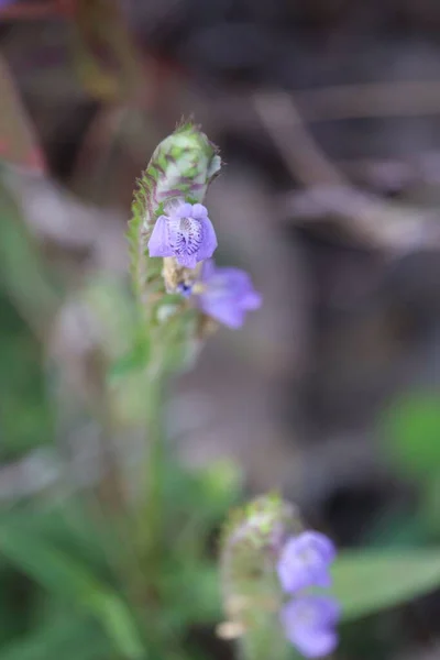 Eine Vertikale Flachbild Aufnahme Einer Rungia Pflanze Mit Violetten Blüten — Stockfoto