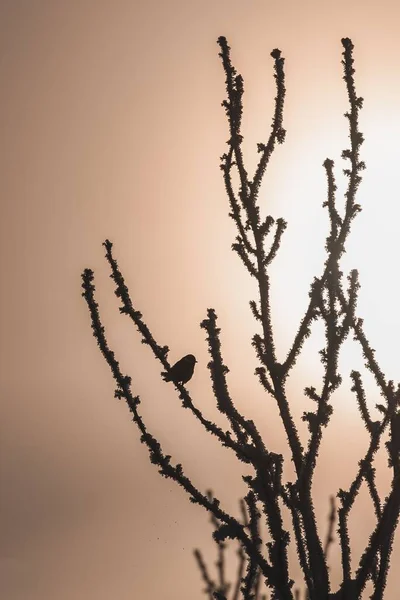 Pionowy Ptaszek Siedzący Mroźnym Drzewie Tle Zachodu Słońca Błyszczącym Słońcem — Zdjęcie stockowe