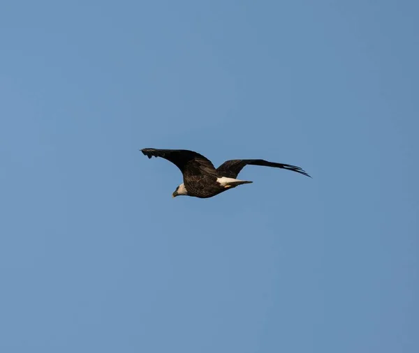 Orel Bělohlavý Letící Vzduchu Proti Modré Obloze — Stock fotografie