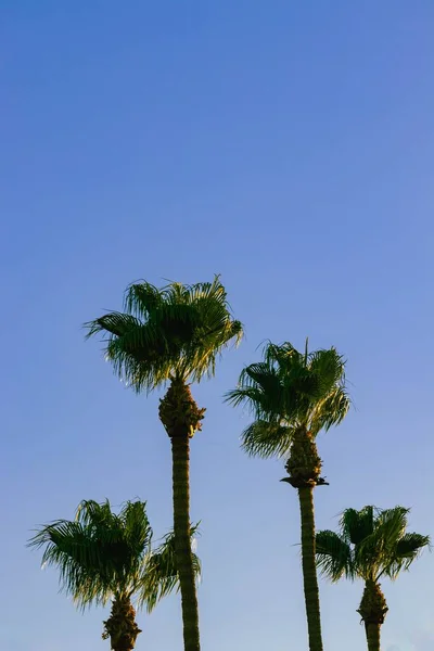 Vertical Low Angle Shot Beautiful Palm Trees Blue Sky — Stock Photo, Image