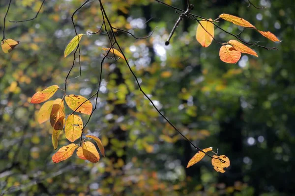 Eine Nahaufnahme Von Dünnen Ästen Mit Hellorangen Blättern — Stockfoto