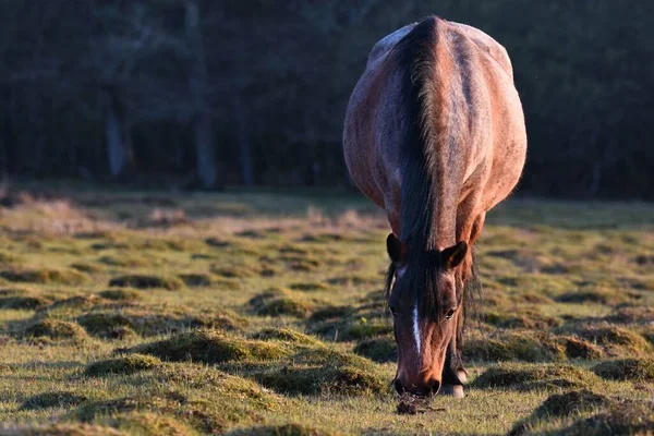 一匹棕色的马在森林的草地上吃草的特写镜头 — 图库照片