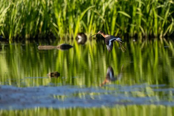 Pássaro Cauda Preta Vacilante Voando Sobre Lago Pântano Calmo Nos — Fotografia de Stock
