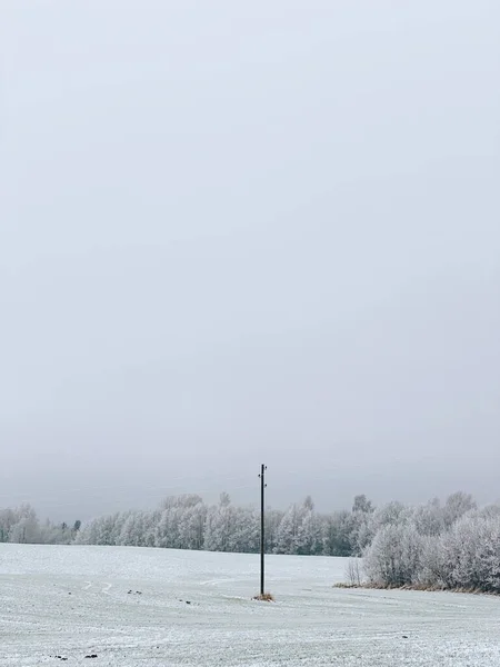 Yoğun Ağaçlarla Çevrili Karlı Bir Alan — Stok fotoğraf