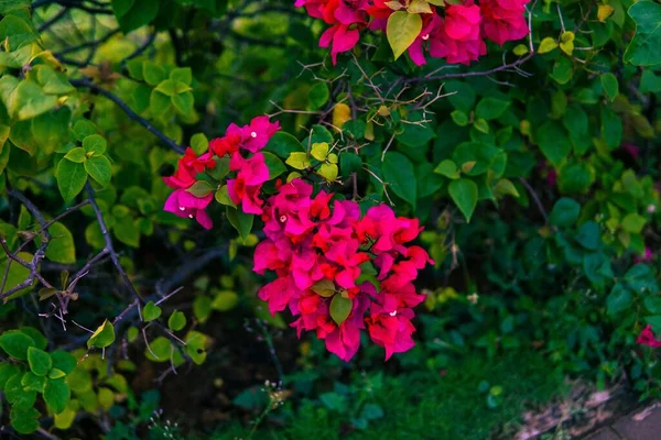 Die Hübsche Rosa Bougainvillea Glabra Blüht Strauch — Stockfoto