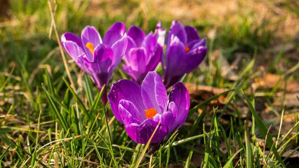 Zbliżenie Ujęcia Krokusowych Kwiatów Rosnących Ogrodzie — Zdjęcie stockowe