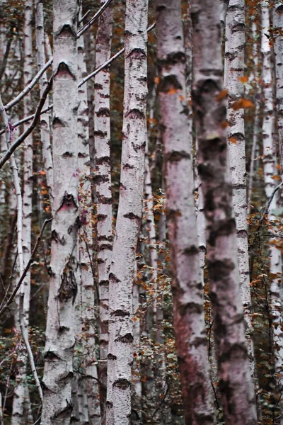 Μια Κάθετη Κοντινή Λήψη Από Σημύδες Ένα Δάσος — Φωτογραφία Αρχείου