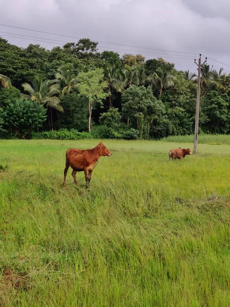 茶色のジャージー牛の垂直方向 牛は緑の牧草地を葉の多い木のラインに放牧する — ストック写真
