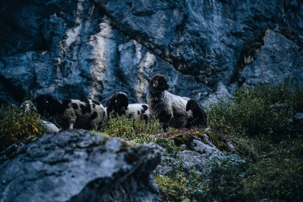 Primer Plano Ovejas Blancas Negras Pie Sobre Roca Monte Zugspitze — Foto de Stock