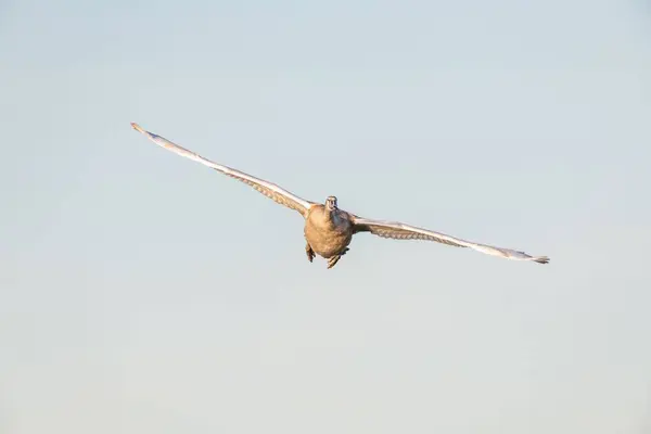 Enfoque Selectivo Cisne Juvenil Volando Cielo Azul Claro — Foto de Stock
