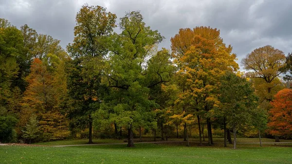 有秋天树的田野 背景是橙色的叶子 — 图库照片