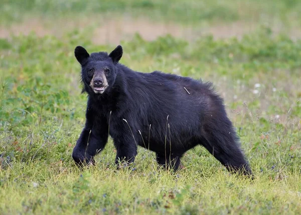 野原で黒いクマのクローズアップショット — ストック写真