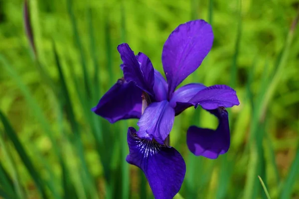 Eine Nahaufnahme Einer Iris Sibirica Blume Einem Garten Während Des — Stockfoto