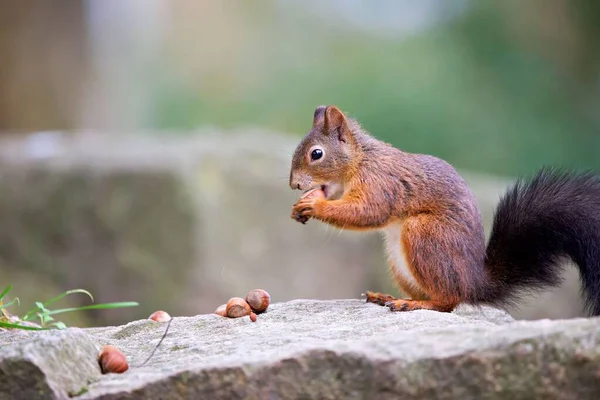 Tiro Perto Esquilo Vermelho Comendo Uma Rocha Uma Floresta Dia — Fotografia de Stock