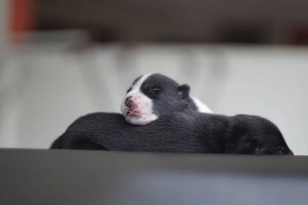 愛らしい新生児の子犬の睡眠 — ストック写真