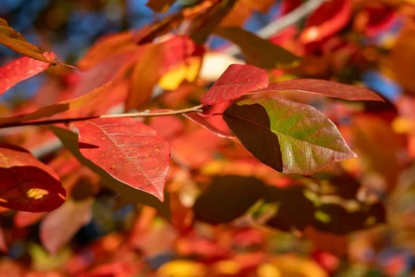Closeup Green Red Orange Leaves Autumn Forest — Stock Photo, Image