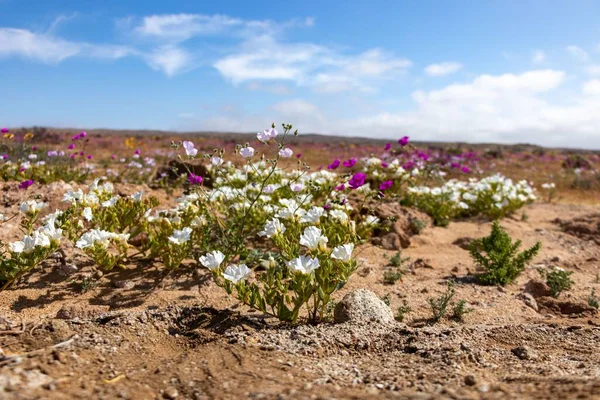 Eine Nahaufnahme Weißer Und Lila Blumen Die Einer Verlassenen Gegend — Stockfoto