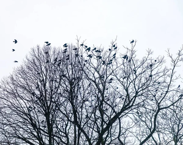 Зграя Птахів Оголених Зимових Безлистяних Деревах Під Легким Небом — стокове фото