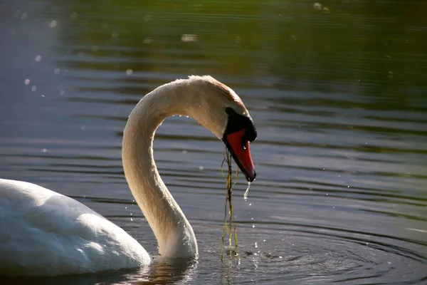 Close Cisne Nadando Uma Lagoa — Fotografia de Stock