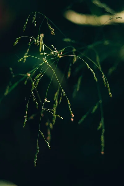 暗い森の中で太陽の下で緑の植物の垂直ショット — ストック写真