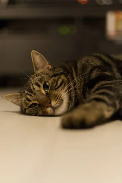 Μια Κάθετη Λήψη Μιας Αξιολάτρευτης Ριγωτής Γάτας Ξαπλωμένης Στο Έδαφος — Φωτογραφία Αρχείου
