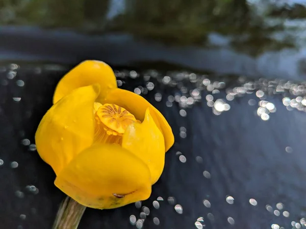 太陽の下でぼやけた背景に孤立した黄色のヌパールの花のクローズアップ — ストック写真
