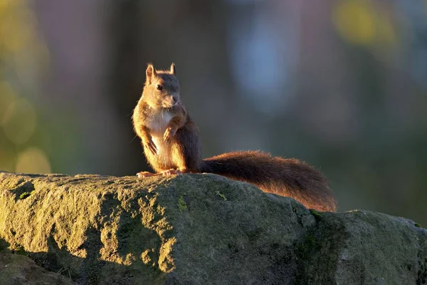 Zbliżenie Ujęcia Czerwonej Wiewiórki Skale Lesie Pod Słońcem — Zdjęcie stockowe