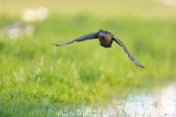 Lone Duck Flying Grassy Swamp Lake Netherlands — Stock Photo, Image