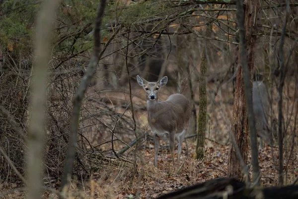 一只白尾鹿站在森林里 无叶的树枝看着摄像机 — 图库照片