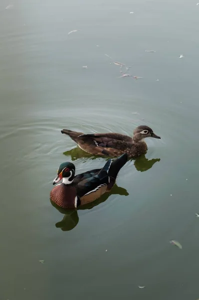 Zwei Enten Schwimmen Einem Teich Rumänien — Stockfoto