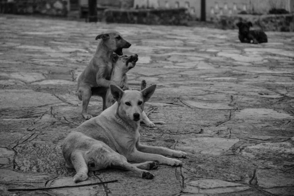 Серый Снимок Бродячих Собак Лежащих Обочине Дороги Стоковое Фото