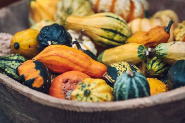 Bal kabağı meyvesinin yakın plan çekimi.