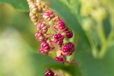 Pokeweed, phytolacca Americana zehirli böğürtlenlerinin seçici bir görüntüsü.